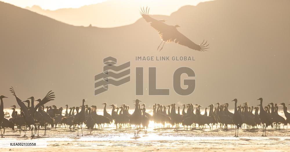 CHINA-XIZANG-LHASA-BLACK-NECKED CRANES (CN)