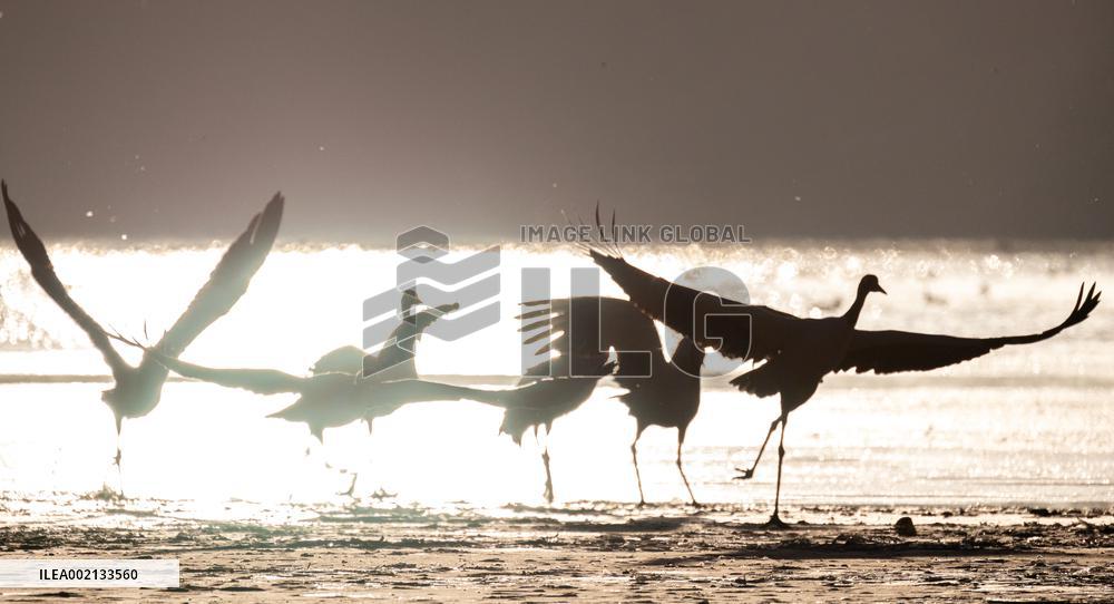 CHINA-XIZANG-LHASA-BLACK-NECKED CRANES (CN)