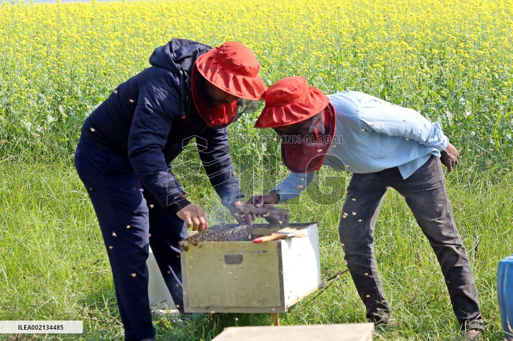 Bangladesh Beekeepers