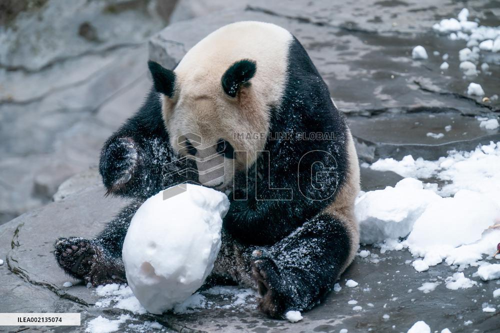 Giant Panda in Chongqing Zoo