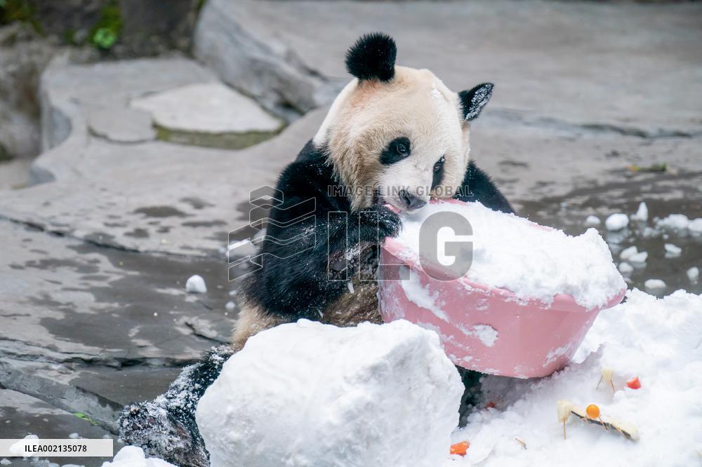 Giant Panda in Chongqing Zoo