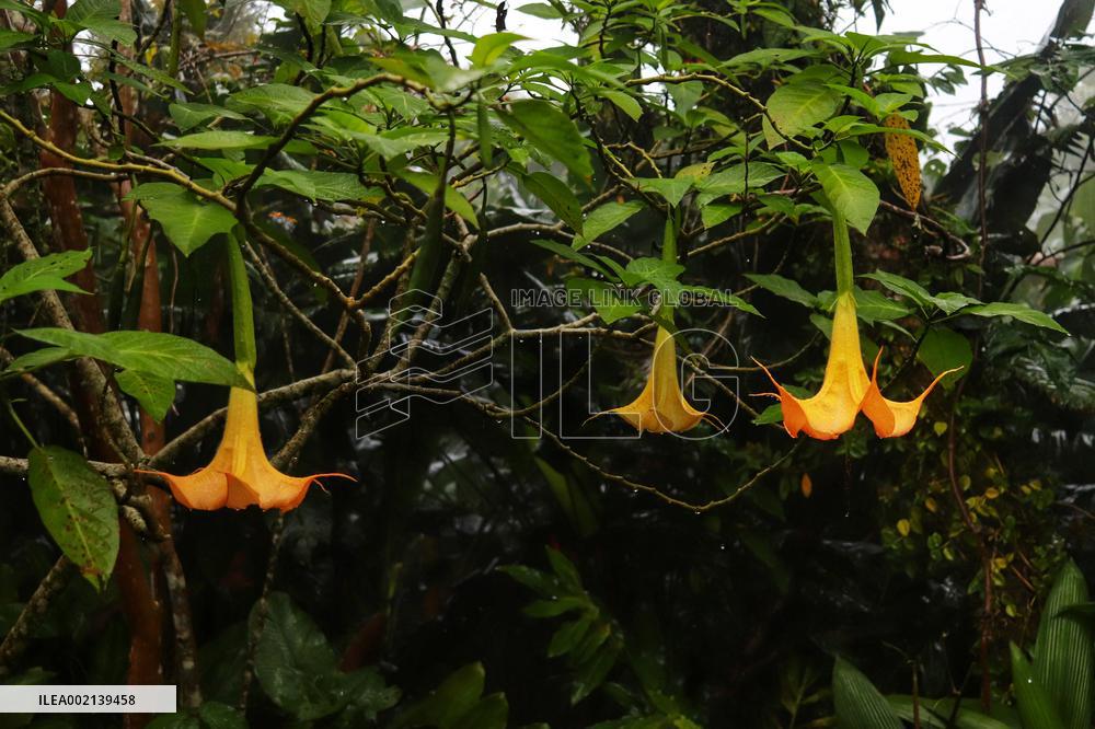 Xoxoctic Botanical Garden - Mexico