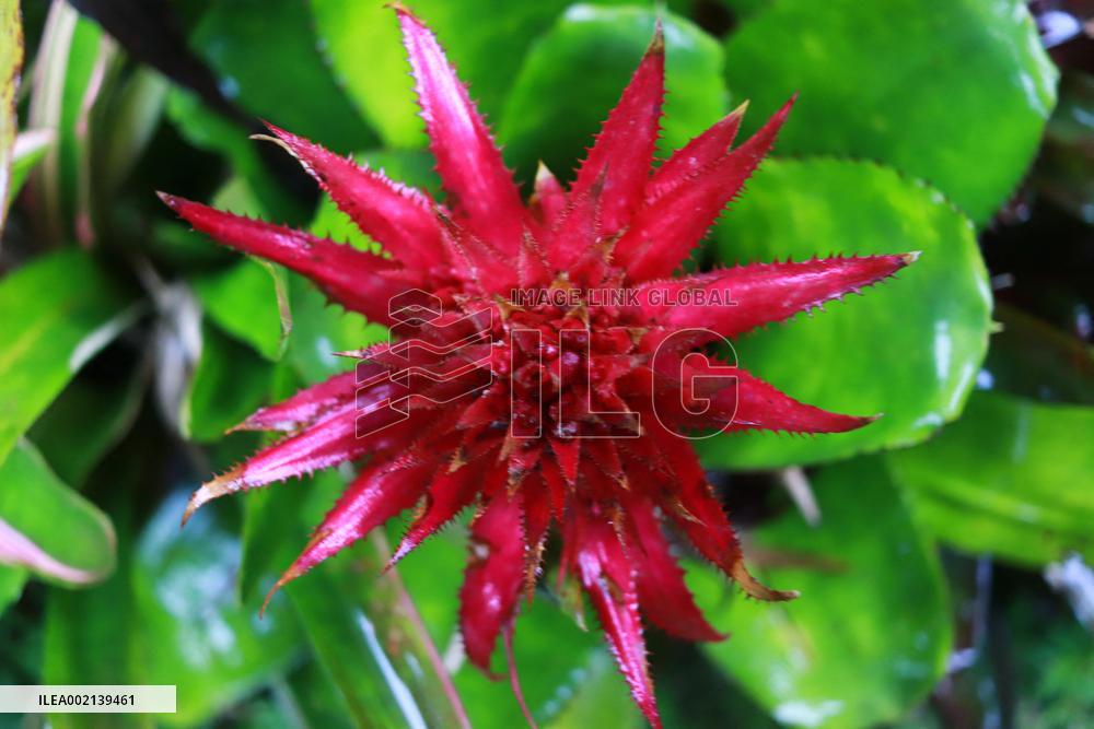 Xoxoctic Botanical Garden - Mexico