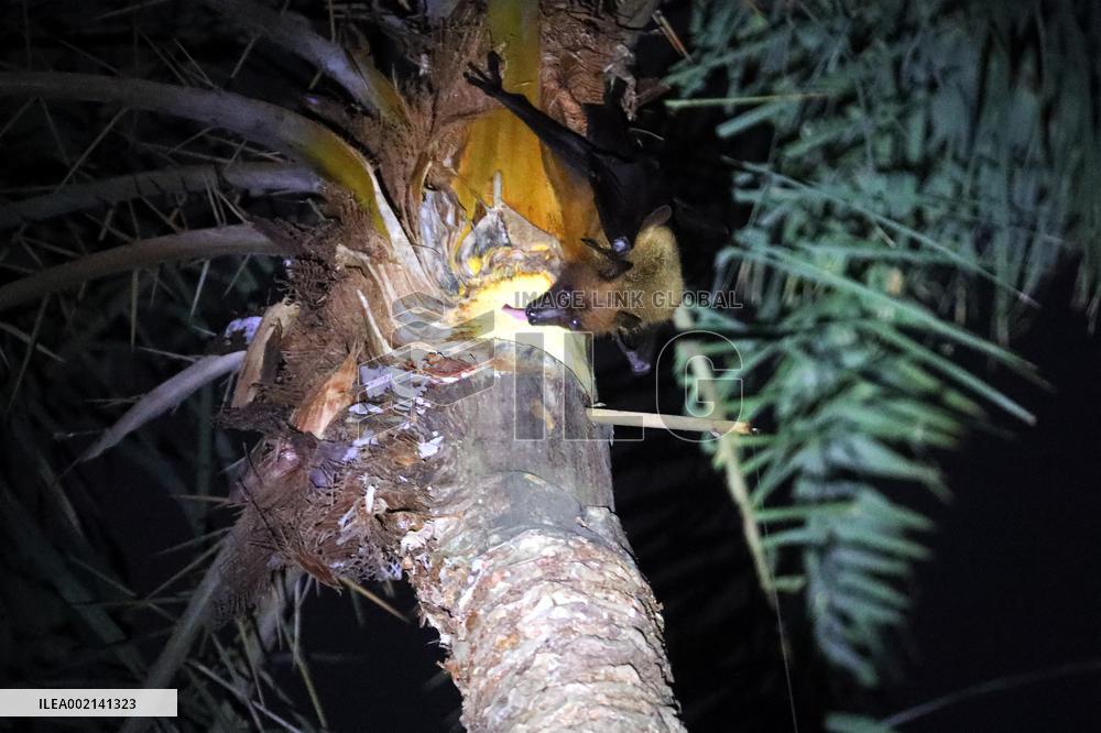 Nipah Virus Claims 10 Lives In 2023 - Dhaka