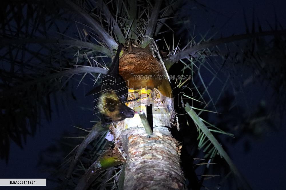 Nipah Virus Claims 10 Lives In 2023 - Dhaka