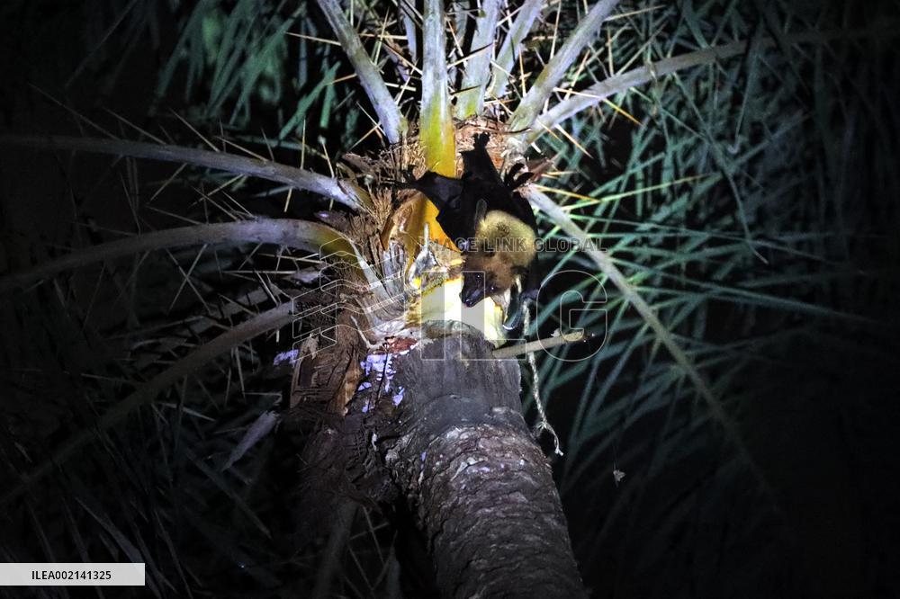 Nipah Virus Claims 10 Lives In 2023 - Dhaka