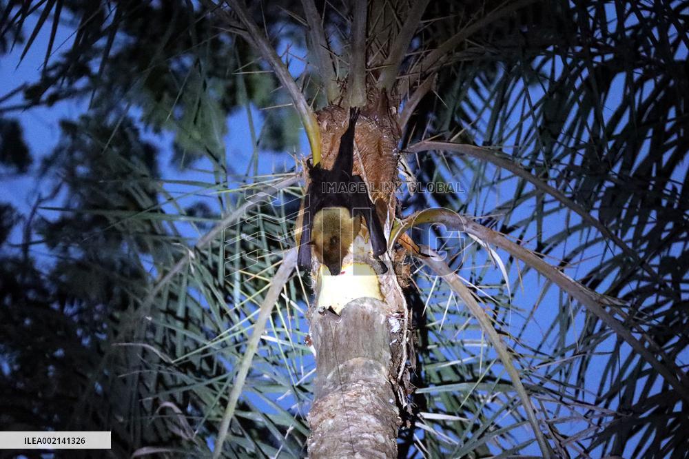 Nipah Virus Claims 10 Lives In 2023 - Dhaka