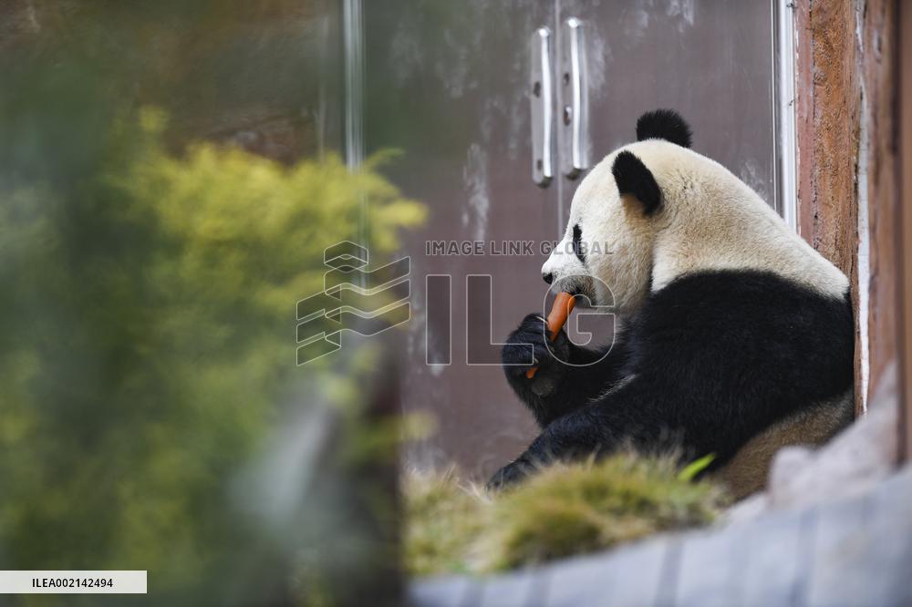 CHINA-CHONGQING-PANDA (CN)