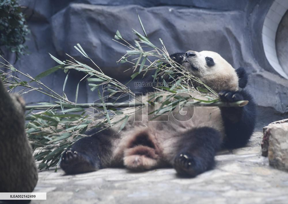 CHINA-CHONGQING-PANDA (CN)