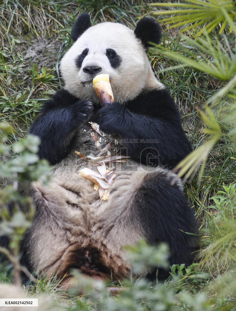 CHINA-CHONGQING-PANDA (CN)