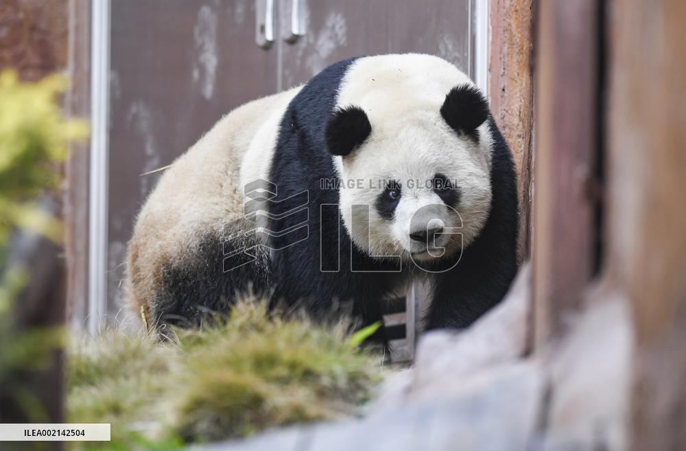 CHINA-CHONGQING-PANDA (CN)