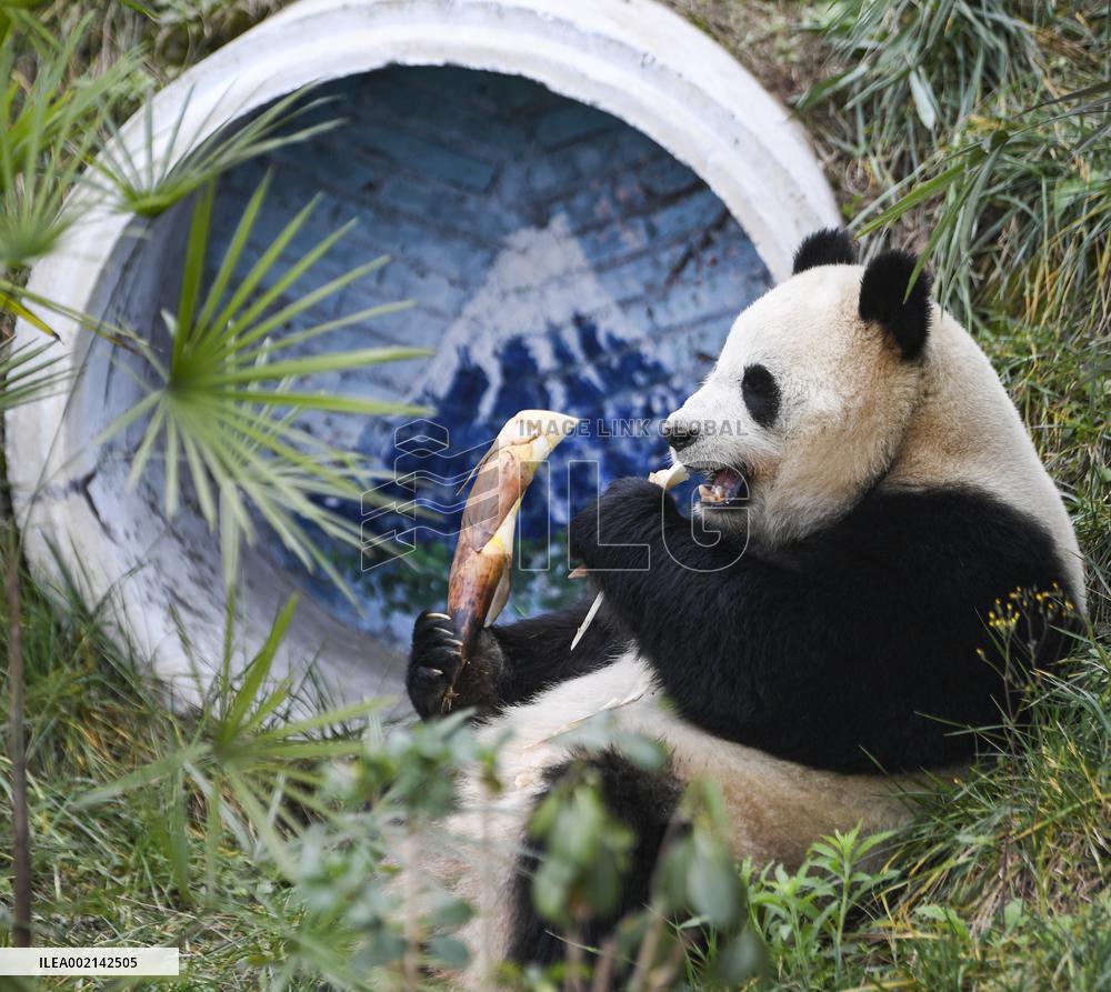 CHINA-CHONGQING-PANDA (CN)