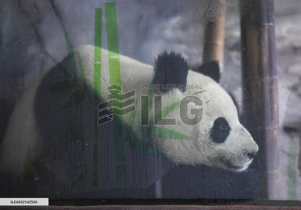 CHINA-CHONGQING-PANDA (CN)