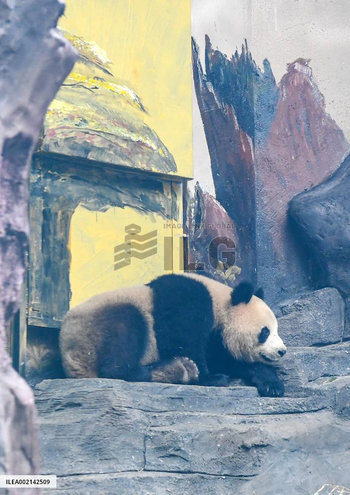 CHINA-CHONGQING-PANDA (CN)