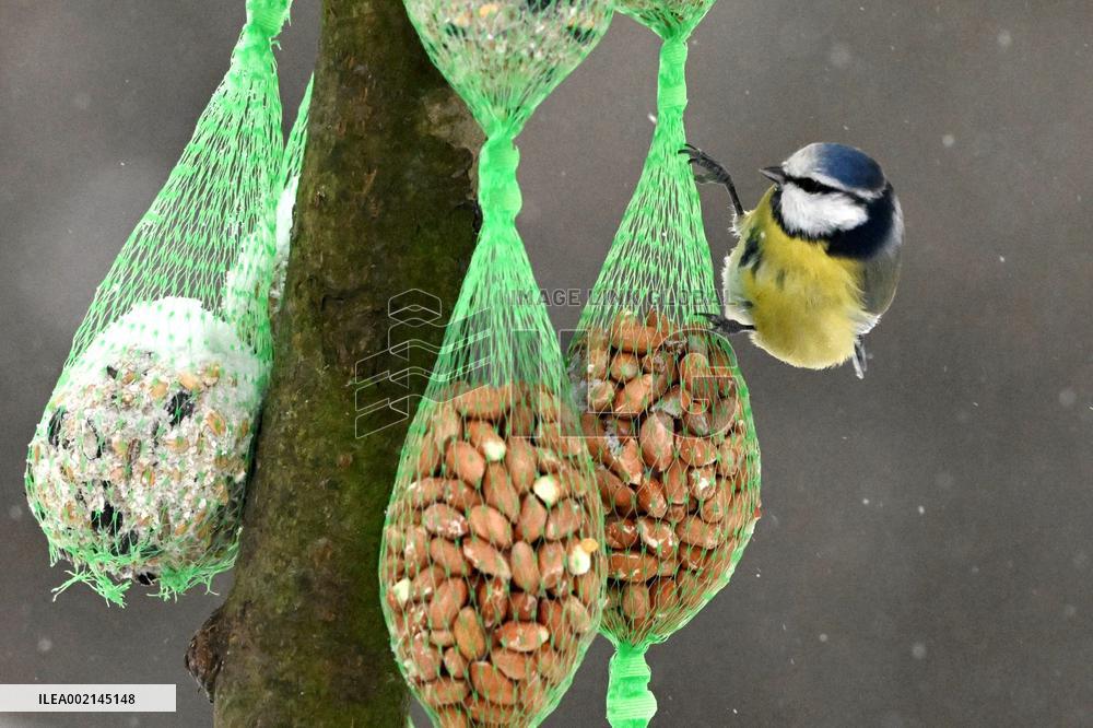 Millaisena sää jatkuu? Vieläkö talven lämpötilaennätyksiä voi rikkoutua?
