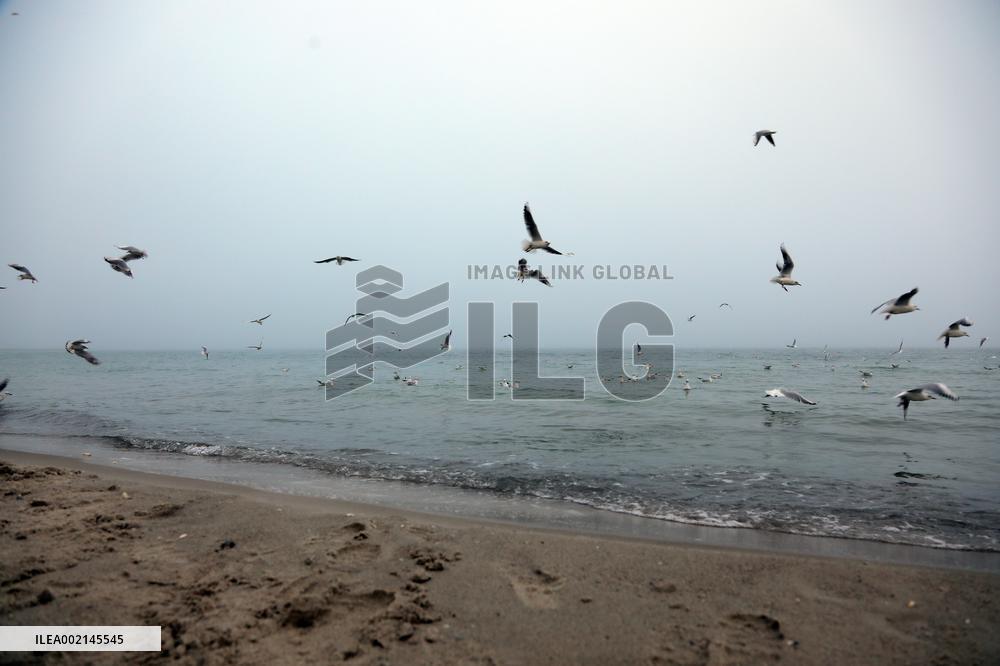 Foggy evening in Odesa in winter