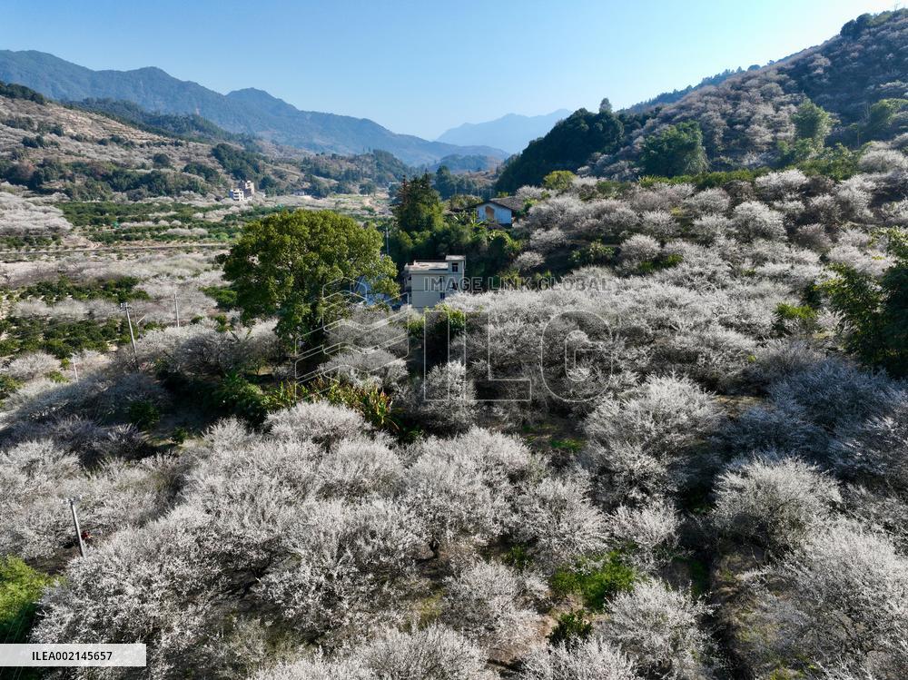 CHINA-FUJIAN-FUZHOU-GREEN PLUM-FLOWERS (CN)