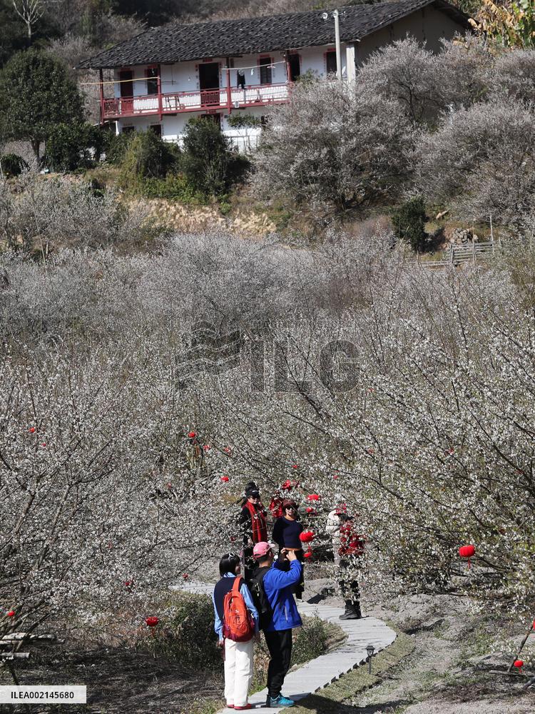 CHINA-FUJIAN-FUZHOU-GREEN PLUM-FLOWERS (CN)