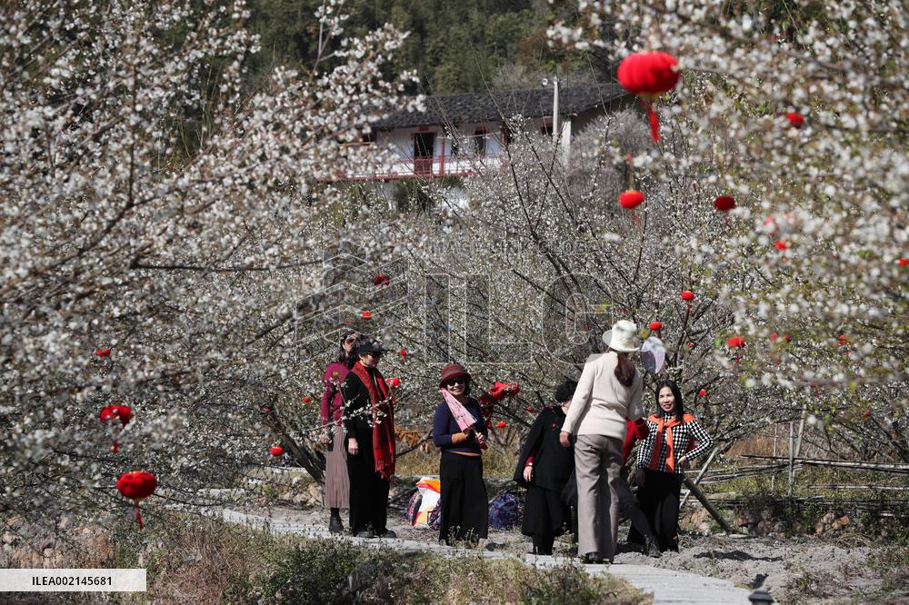 CHINA-FUJIAN-FUZHOU-GREEN PLUM-FLOWERS (CN)