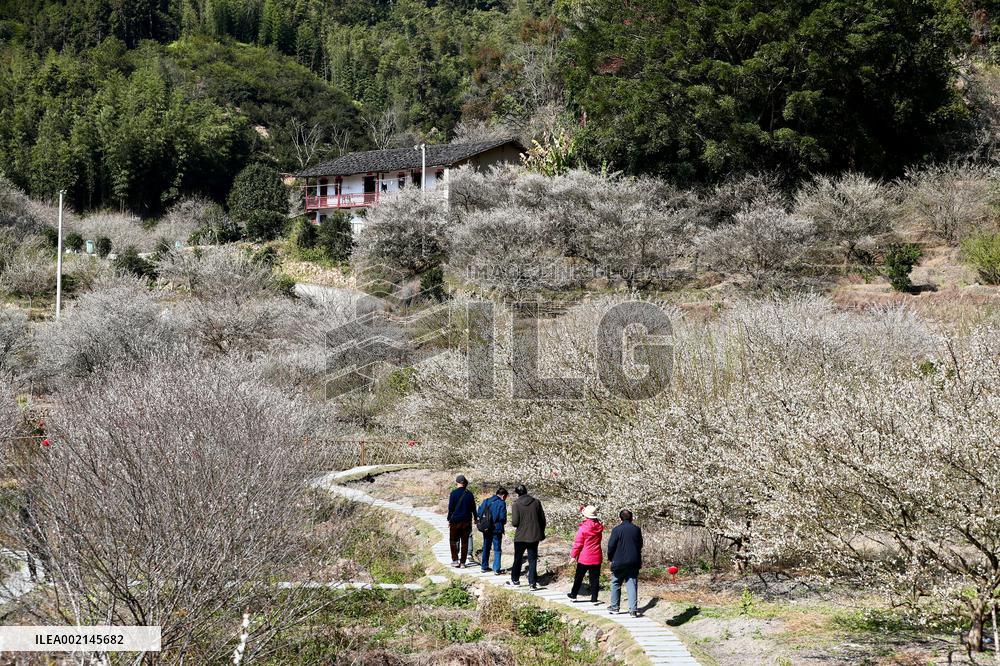 CHINA-FUJIAN-FUZHOU-GREEN PLUM-FLOWERS (CN)