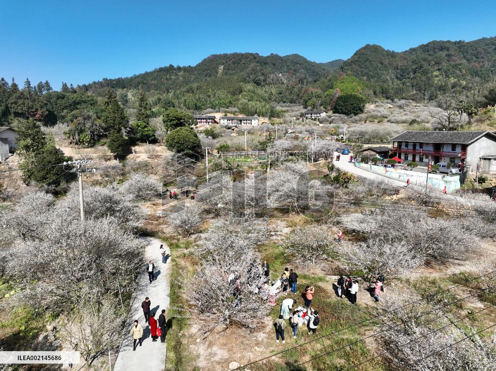 CHINA-FUJIAN-FUZHOU-GREEN PLUM-FLOWERS (CN)
