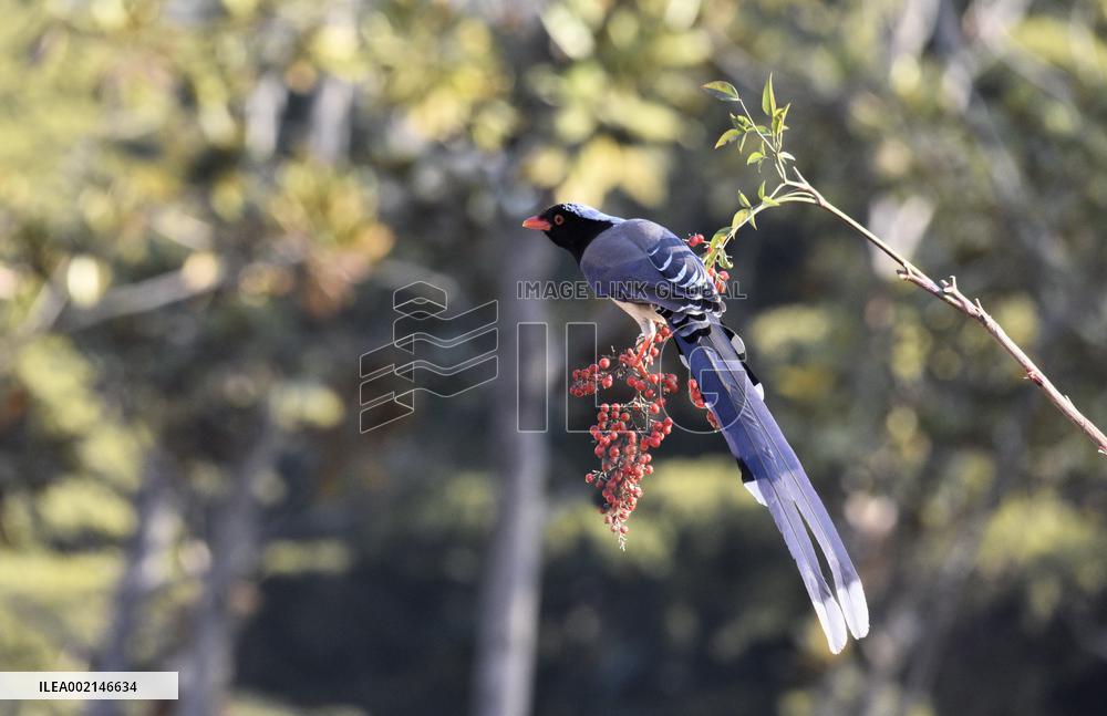 Blue Magpie