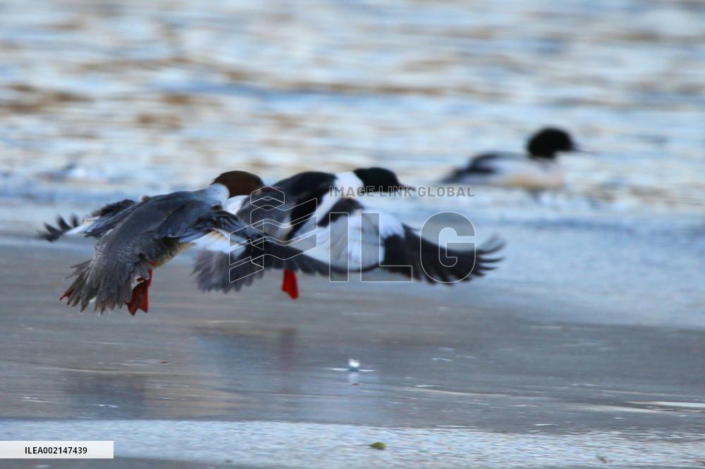 Chinese Merganser