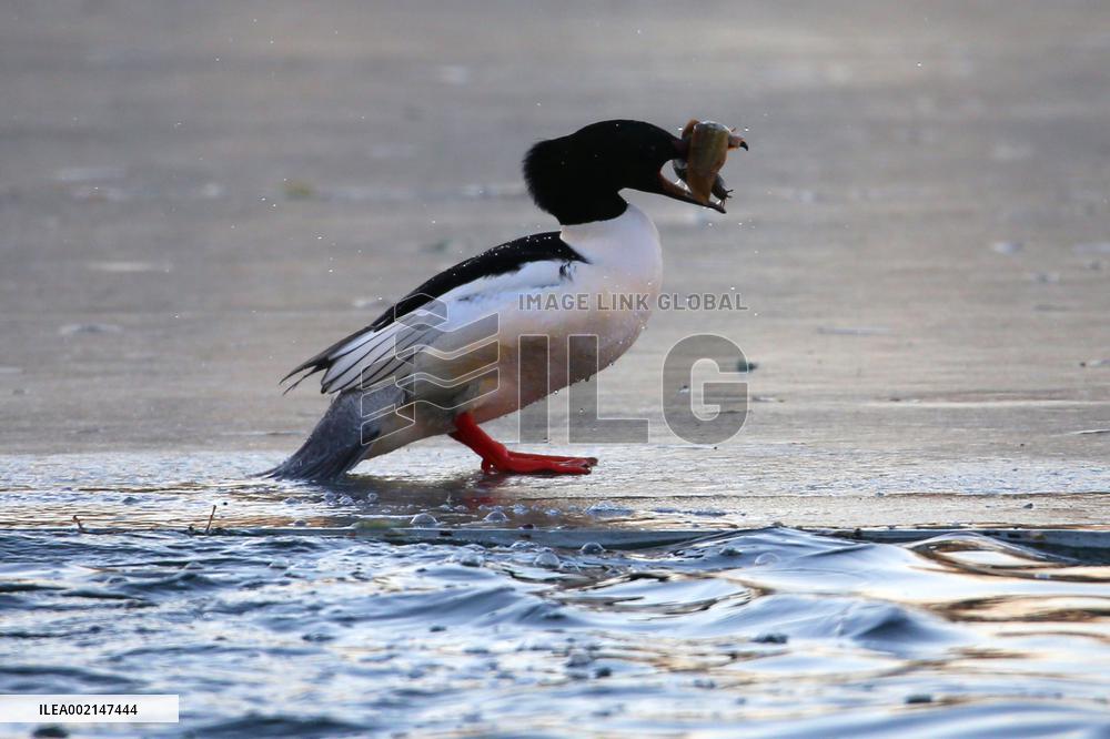 Chinese Merganser
