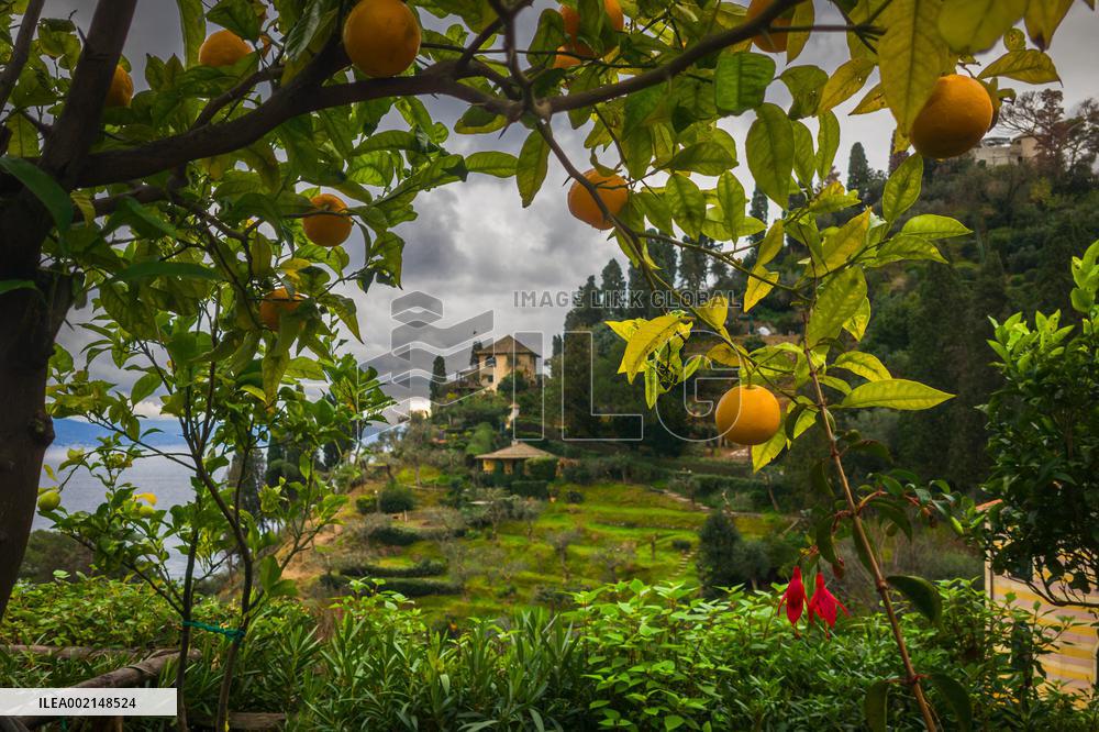 Portofino Illustration