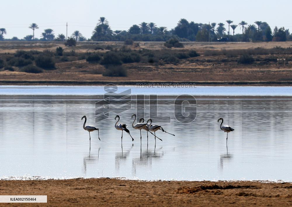 EGYPT-FAYOUM-FLAMINGO