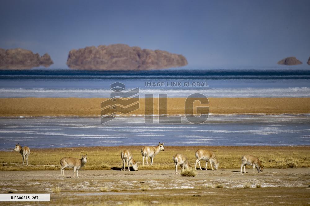 CHINA-XIZANG-SERLING TSO LAKE-TIBETAN ANTELOPES (CN)