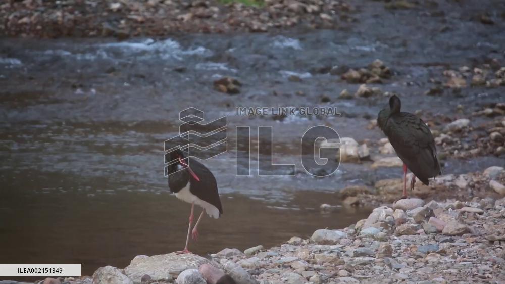 Rare black storks spotted in NW China's Gansu