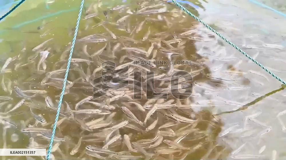 Saltwater fish farm brings a taste of ocean to inland region