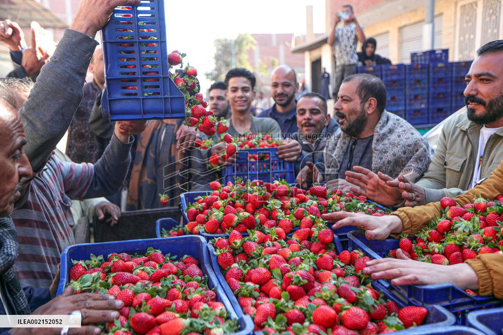 EGYPT-QALYUBIA-STRAWBERRY-HARVEST
