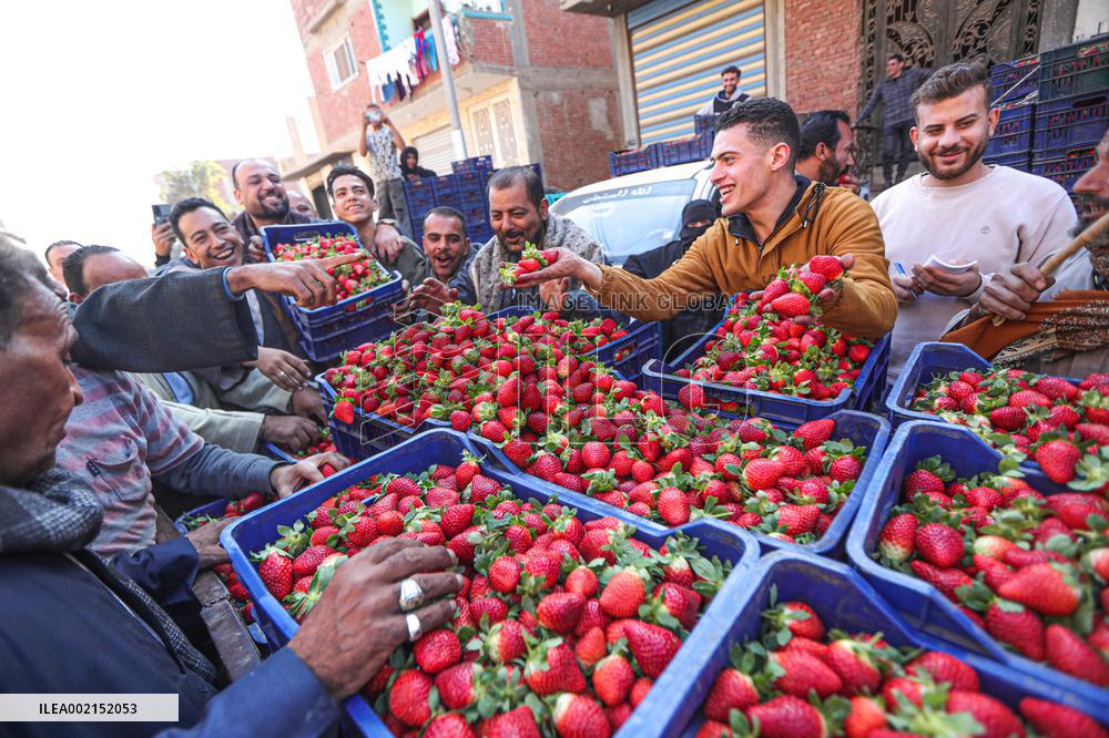 EGYPT-QALYUBIA-STRAWBERRY-HARVEST