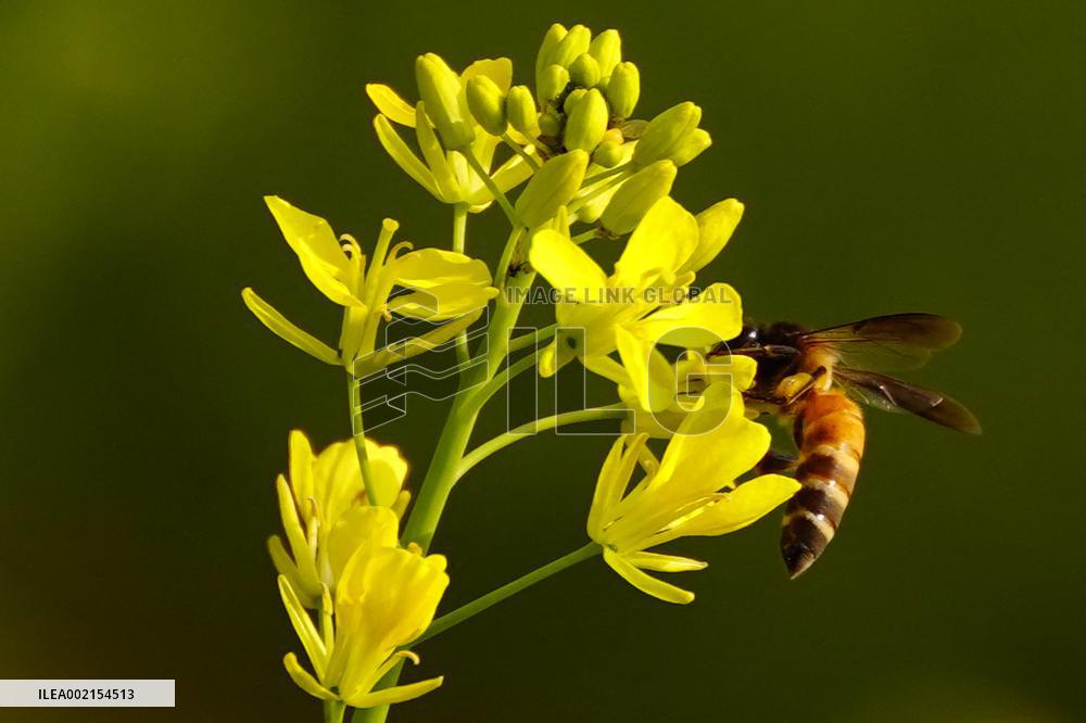 Bee Collecting Nectar In A Mustard Flower In Ajmer