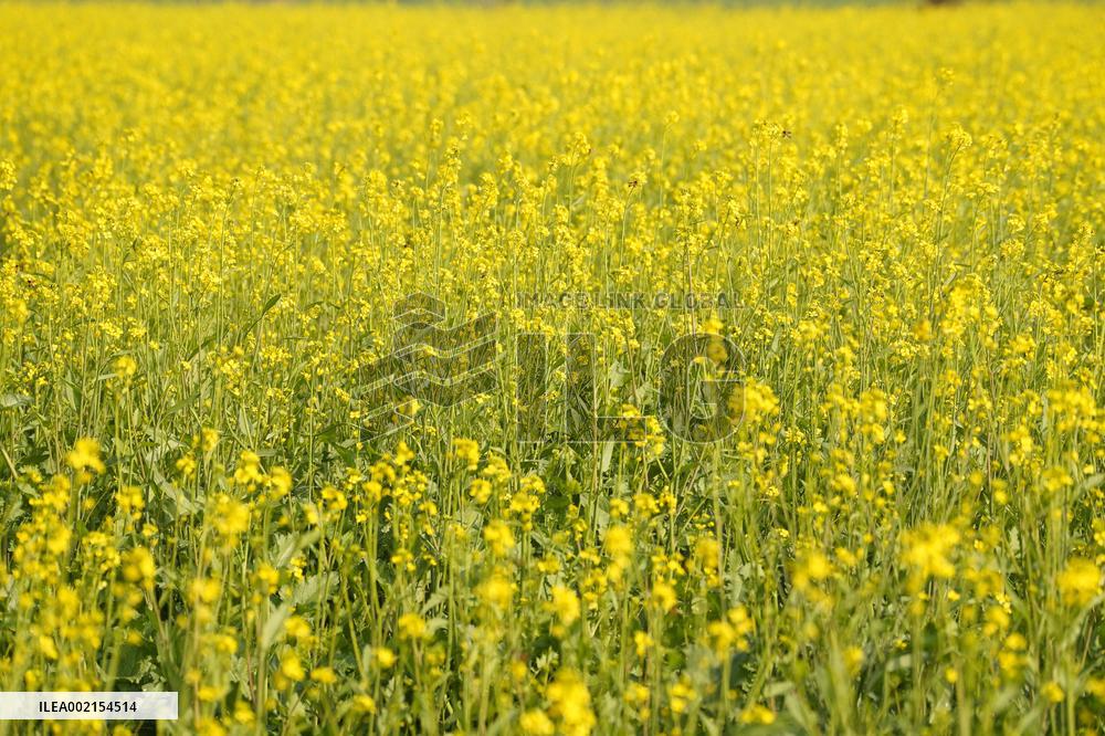Mustard Fields - India
