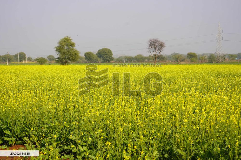 Mustard Fields - India