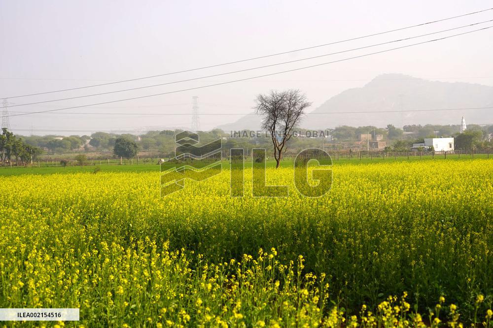 Mustard Fields - India