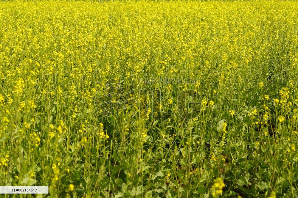 Mustard Fields - India