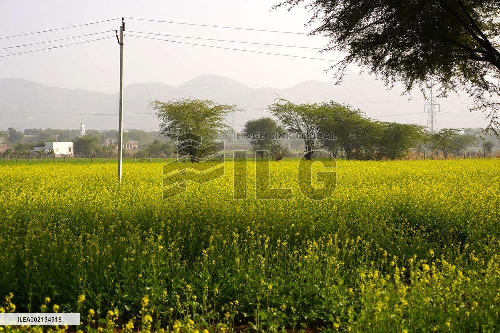 Mustard Fields - India