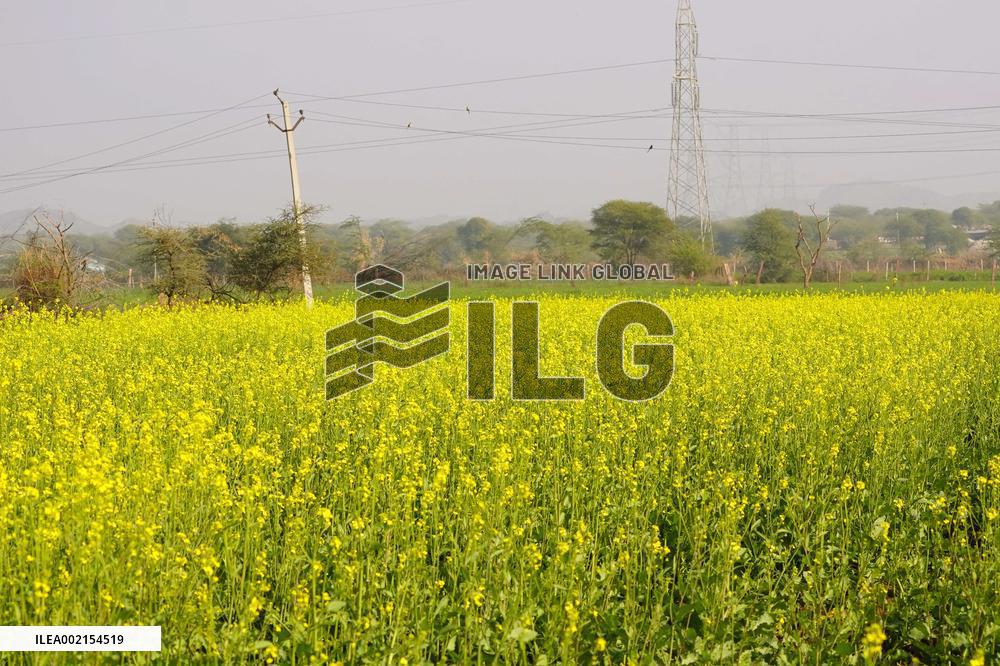 Mustard Fields - India