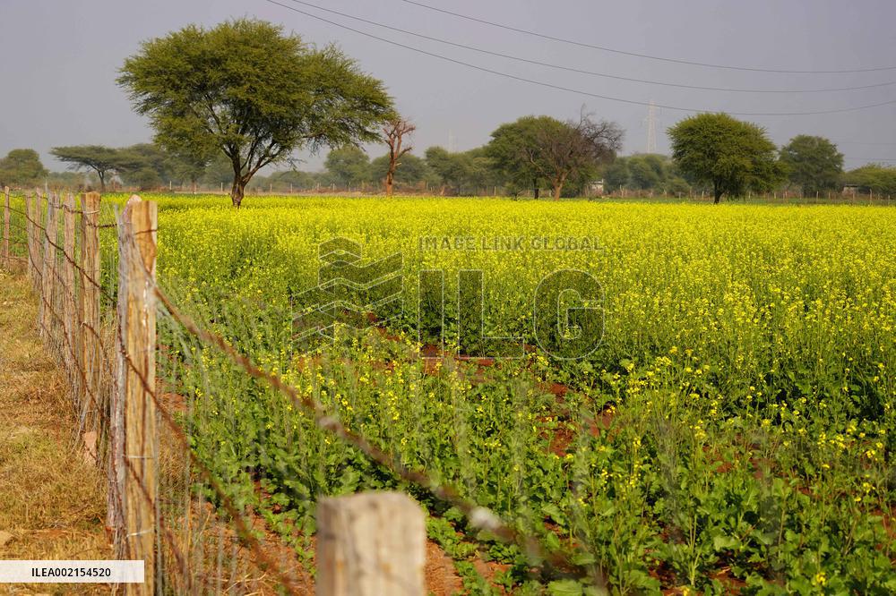 Mustard Fields - India