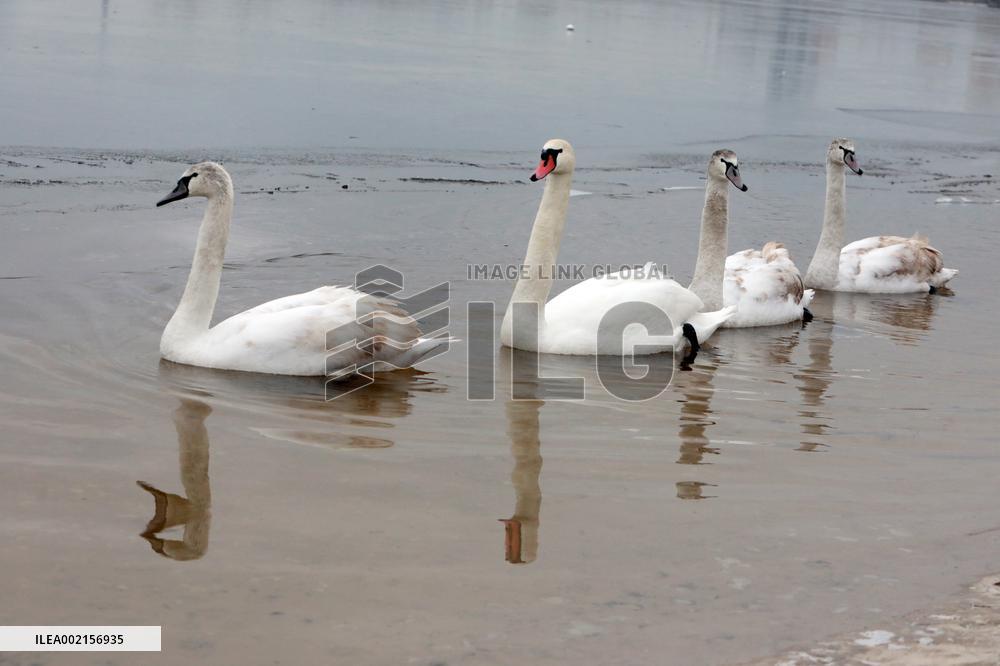 Epiphany celebration in Kyiv