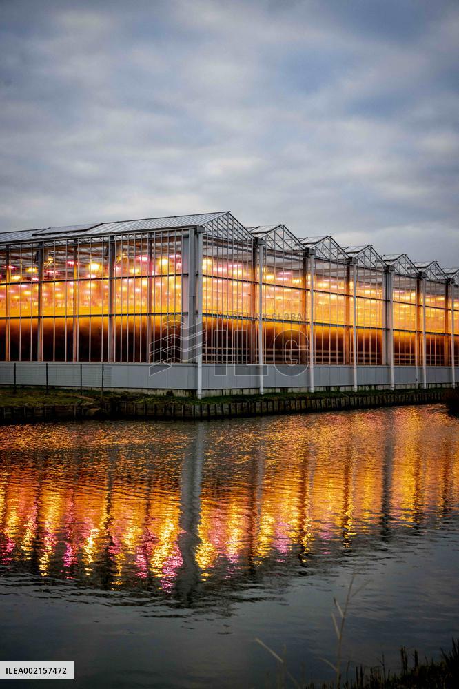 Greenhouses With LED Lamps - Netherlands
