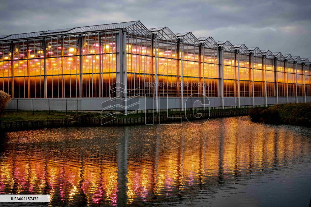 Greenhouses With LED Lamps - Netherlands