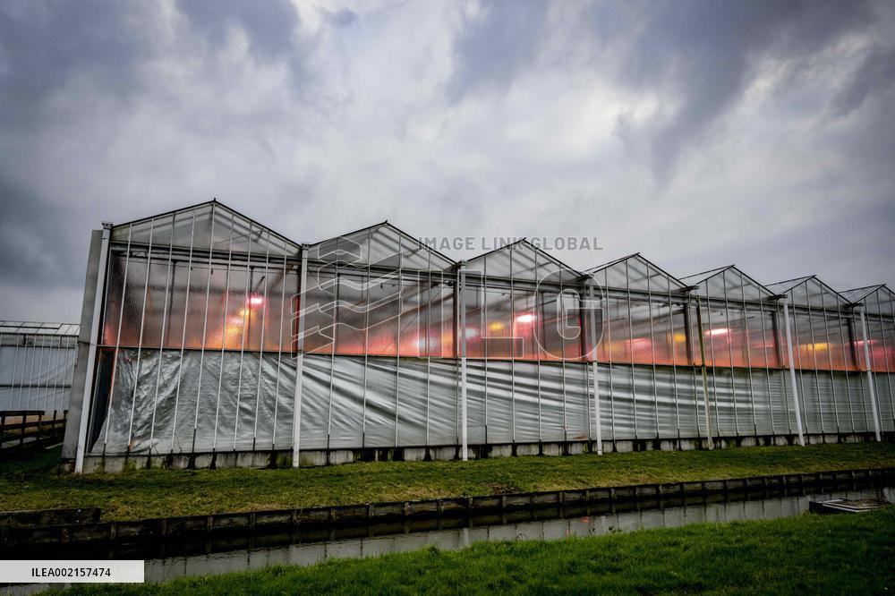 Greenhouses With LED Lamps - Netherlands