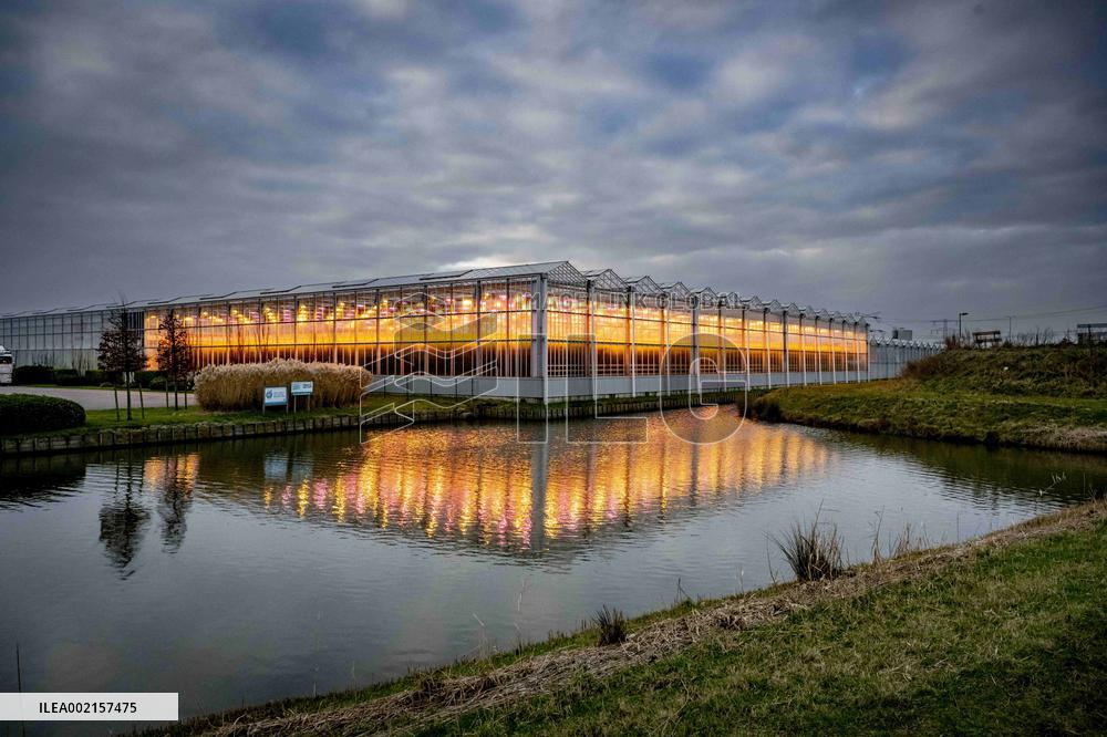 Greenhouses With LED Lamps - Netherlands