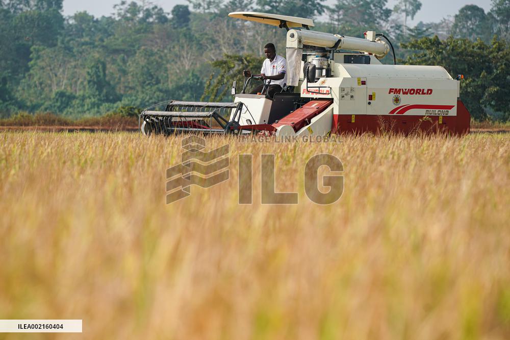 COTE D'IVOIRE-DIVO-CHINESE EXPERTS-PADDY RICE HARVEST
