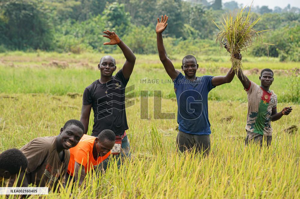 COTE D'IVOIRE-DIVO-CHINESE EXPERTS-PADDY RICE HARVEST
